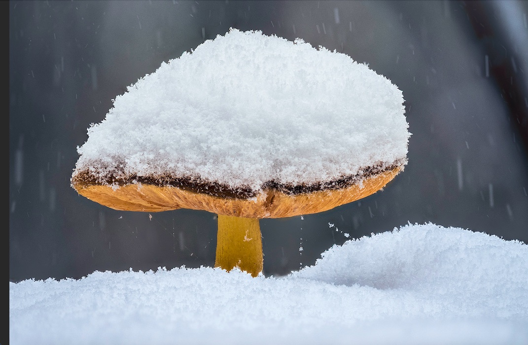 FotoGalerie 03/2025 – Die Geheimnisse des Lerbacher Buchenwaldes